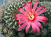 Cactus Sulcorebutia verticillacantha 'Cuprea'