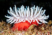 Sea anemone (Urticina sp.)