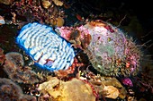 Triton shell sea snail laying eggs