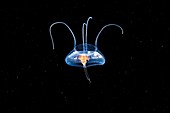 Jellyfish with amphipod parasite