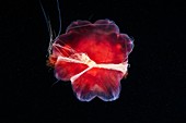 Lion's mane jellyfish