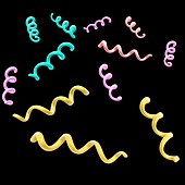 Spirilum bacteria, illustration