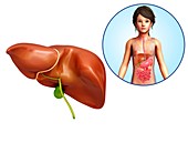 Child's liver, illustration