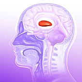 Human brain putamen, illustration