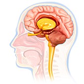 Human brain cross-section, illustration