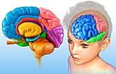 Child's brain anatomy, illustration