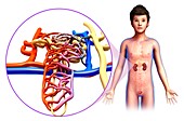 Child's kidney anatomy, illustration