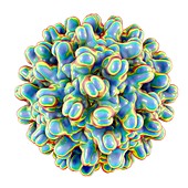 Hepatitis B virus particle, illustration