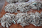 Piles of fish in market