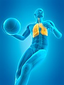 Lungs of a basketball player, illustration