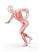 Muscular structure of rugby player, illustration