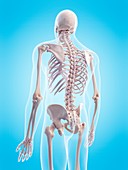Human skeletal structure, illustration