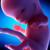 Human fetus at week 11 of gestation, illustration