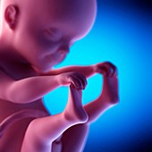 Human fetus at week 25 of gestation, illustration