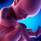 Human fetus at week 27 of gestation, illustration
