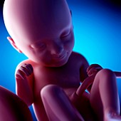 Human fetus at week 33 of gestation, illustration