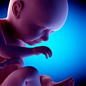 Human fetus at week 37 of gestation, illustration