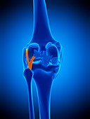 Knee ligament, illustration