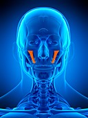 Facial muscles, illustration