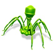 Bacteriophage virus, illustration