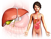 Child's liver, illustration