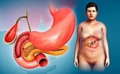 Stomach, gallbladder and pancreas, illustration
