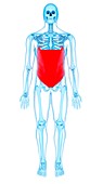 Abdominal muscle, illustration