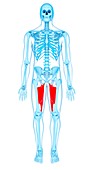 Thigh muscles, illustration