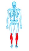 Leg muscles, illustration