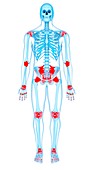 Human ligaments, illustration