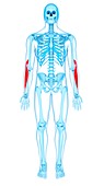 Arm muscles, illustration