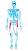 Thigh muscles, illustration