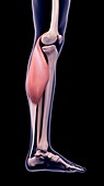 Leg muscle, illustration