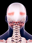 Human head muscles, illustration