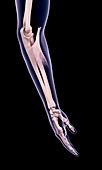 Arm muscle, illustration