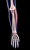 Arm muscle, illustration