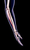 Arm muscle, illustration