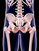 Hip muscles, illustration