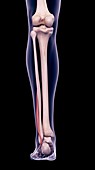 Leg muscle, illustration