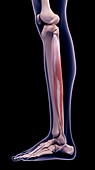 Leg muscle, illustration