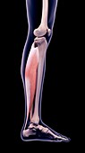 Leg muscle, illustration