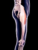 Thigh muscle, illustration