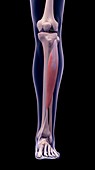 Leg muscle, illustration