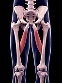 Thigh muscles, illustration