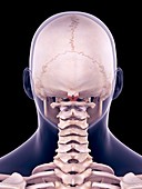 Neck muscles, illustration