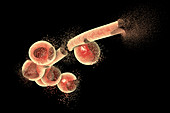 Destruction of Candida fungi, illustration