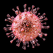 Human cytomegalovirus, illustration