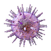 Epstein-Barr virus, illustration