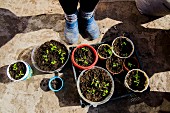 Feet in blue gardening shoes next to trays of seedlings