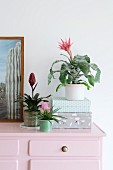Various bromeliads in top of pink chest of drawers